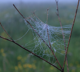 A three-dimensional web of an arachnid, the dew caught in it early in the morning 1