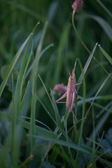 brown grasshopper sitting on a spring morning in the midst of deep green grass on which the last drops of the morning dew still shimmer ver.1