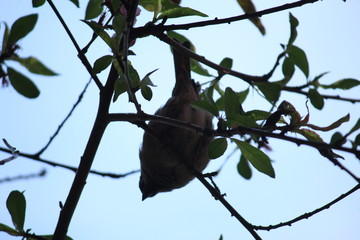 spring bird
