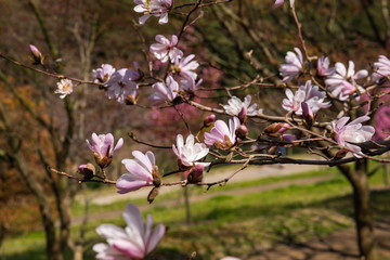 Magnolia kobus flowers in the garden , Kagawa, Shikoku, Japan