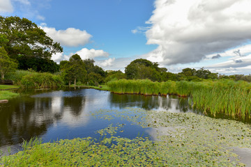 Fototapeta premium A nice view of the Kirstenbosch Botanical Gardens, Cape Town, South Africa