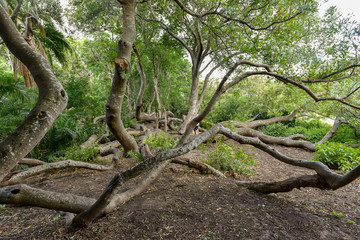 A scenic view at Kirstenbosch National Botanical Gardens, Cape Town, South Africa