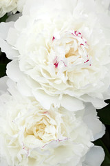 Part of a blooming peony closeup