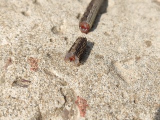 The tail of a lizard fell off and lies on a stone