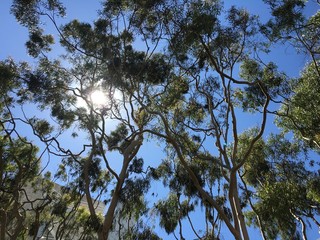 tree in the sky
