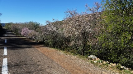 Fototapeta na wymiar L'amandier (Prunus dulcis) est une espèce d'arbres de la famille des Rosaceae, dont les fleurs d'un blanc rosé, apparaissent avant les feuilles. Photo prise au sud du maroc au mois de fevrier 2019.