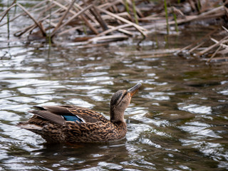 duck in the water