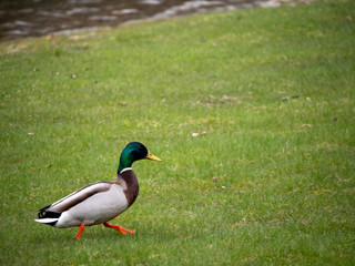 duck on a green grass
