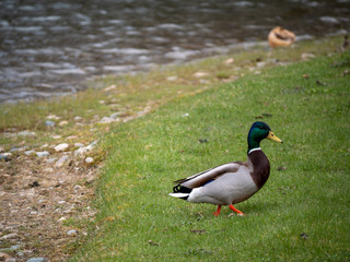 duck on the green grass near lake