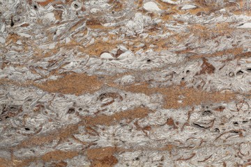 Surface of a clay mineral and fossil rich limestone of middle Triassic age from Southern Germany