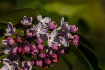 Obraz na płótnie Canvas pink and purple orchid