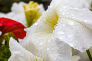 rain and dew drops on leaves and flowers close-up macro, rainy weather, weather forecast, rain forecast