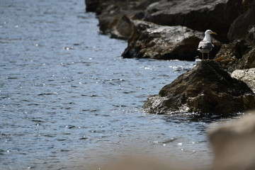 Gabbiano sullo scoglio
