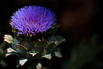 blue flower