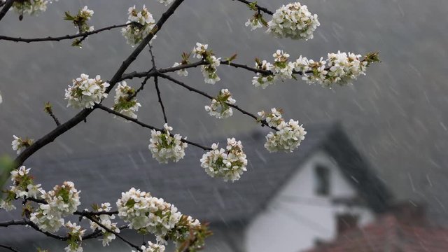 Cherry blossoms on the wind and sleet - (4K)