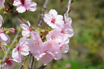 Obraz premium 桜