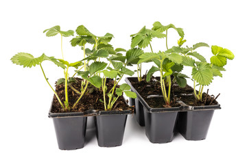 young strawberry plants in pots on white background