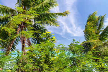 Trees and vegetation along a beautiful tropical beach