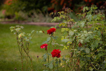 Fototapeta premium Touch of Red Roses