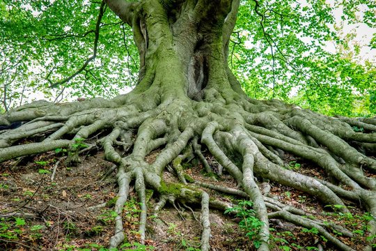 View Of Tree With Overgrown Roots