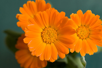Flowers with leaves Calendula on a green background. Medicinal herb. Selective focus