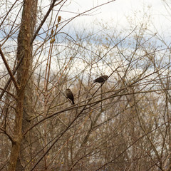 Two sparrows in a bare tree