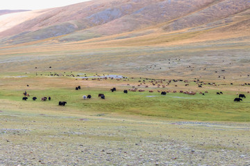 Obraz na płótnie Canvas Mongolian Altai. Nomad drives herd to pasture Scenic valley on the background of the mountains.