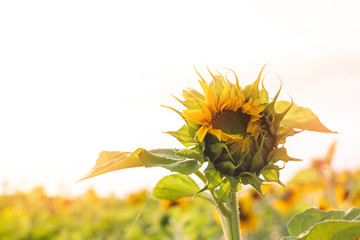 bright ripe flowers of sunflowers in the field at sunset, orange beautiful flowers, agricultural...