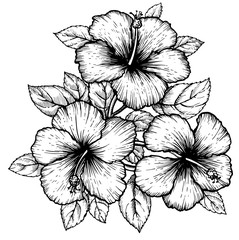Hand drawn tropical hibiscus flower with leaves. Sketch florals on white background. Exotic blooms, engraving style for textile, surface design or banner. Great template for coloring book.