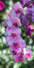 close-up orchid - pink grouping