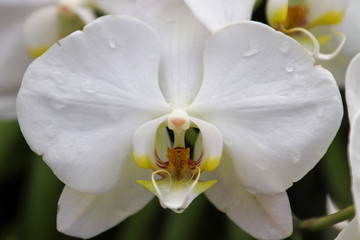 close-up orchid - white with water droplets