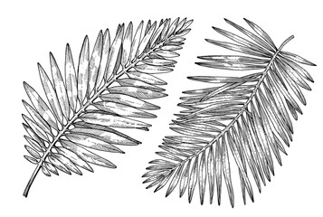 Hand drawn tropical palm tree leaves. Sketch on white background. Exotic engraving decoration for textile, surface design or banner. Great template for coloring book.