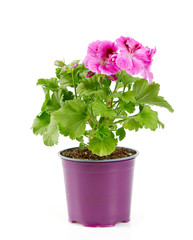frtesh pelargonia