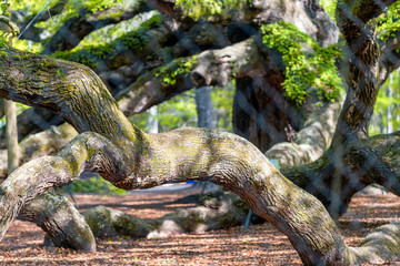 Angel Oak tree on St. Johns Island near Charleston, SC
