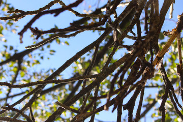 tree branches against blue sky