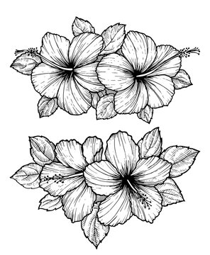 Hand drawn tropical hibiscus flower bouquet with leaves. Sketch florals on white background. Exotic blooms, engraving style for textile, surface design or banner. Great template for coloring book.