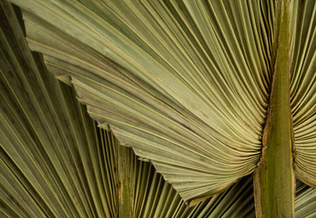 Dried palm leaf macro background