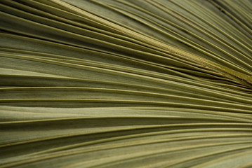 Dried palm leaf macro background