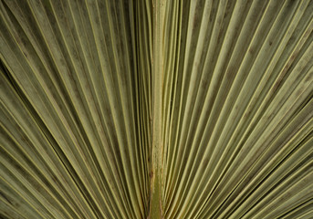 Dried palm leaf macro background