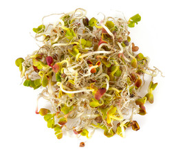 radish sprouts isolated on white