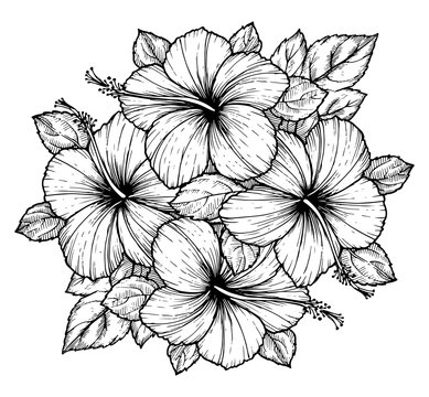 Hand drawn tropical hibiscus flower bouquet with leaves. Sketch florals on white background. Exotic blooms, engraving style for textile, surface design or banner. Great template for coloring book.