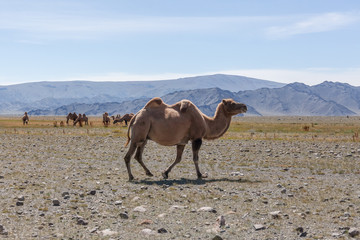 Camel team in steppe with mountains in the background. Altai, Mongolia