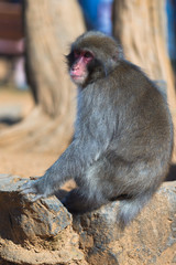 Japanese Travel Destinations. Japanese Macaque On Stones at Arashiyama Monkey Park Iwatayama in Kyoto, Japan