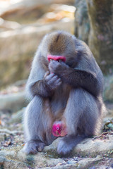 Asian Travel Destinations. Adult Japanese Macaque Chimpanzee at Arashiyama Monkey Park Iwatayama in Kyoto, Japan.
