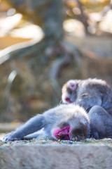 Family of Mature Adult Japanese Macaque Chimpanzee at Arashiyama Monkey Park Iwatayama in Kyoto, Japan.