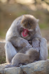 Asian Traveling. Adult Japanese Macaque at Arashiyama Monkey Park Iwatayama in Kyoto, Japan.