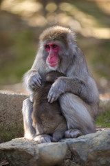 Naklejka na ściany i meble Asian Traveling. Family of Japanese Macaque at Arashiyama Monkey Park Iwatayama in Kyoto, Japan.