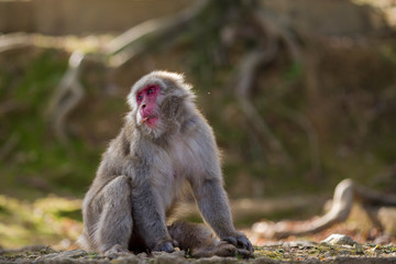 Naklejka premium Japan Traveling Concepts. Natural Portrait of Eating Japanese Macaque at Arashiyama Monkey Park Iwatayama in Kyoto, Japan.