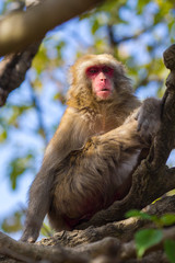 Japan Unique Concepts. Animalistic Portrait of Mature Japanese Macaque On Tree at Arashiyama Monkey Park Iwatayama in Kyoto, Japan.
