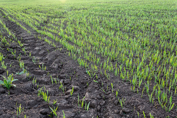 recently sprung sprouts of wheat and rye crops on a farm field, agricultural products and crops,...